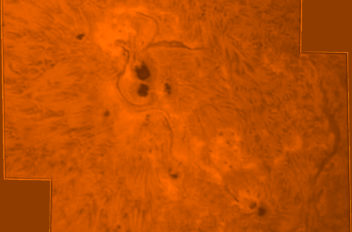 Macchia solare FC11-07-2011 h 10 27 UT